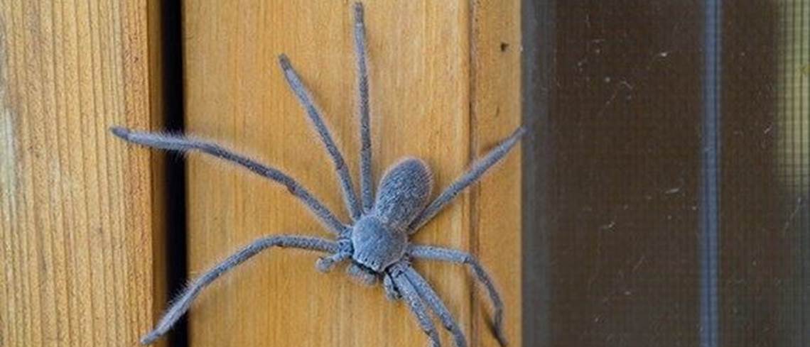 spider