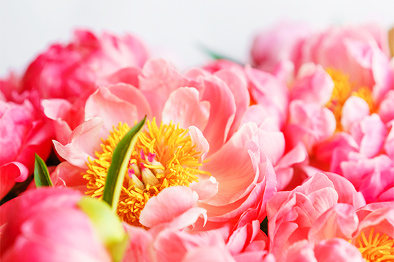  petalas-de-flores