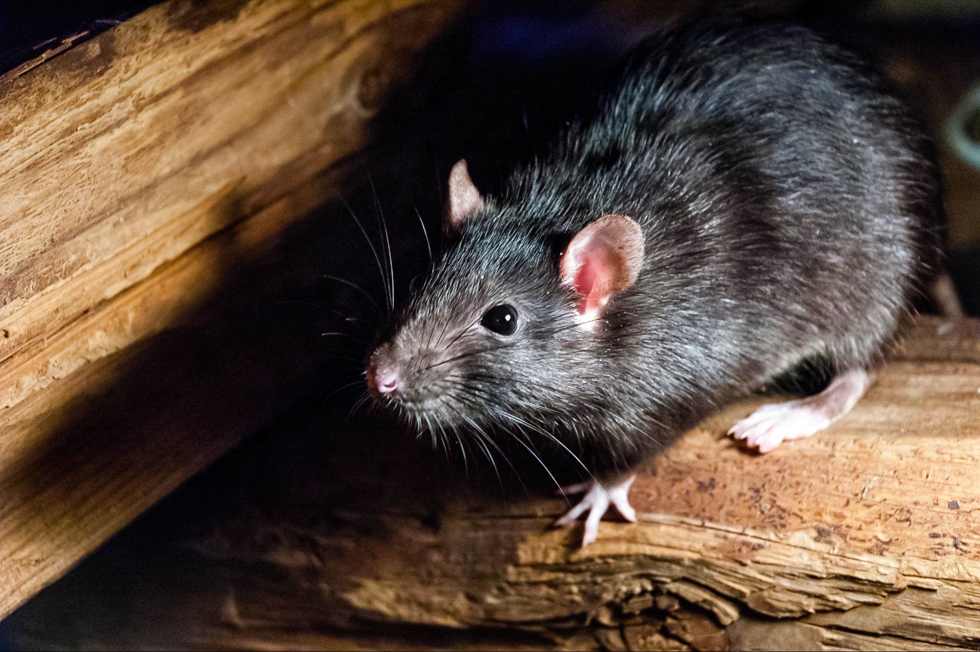 rats