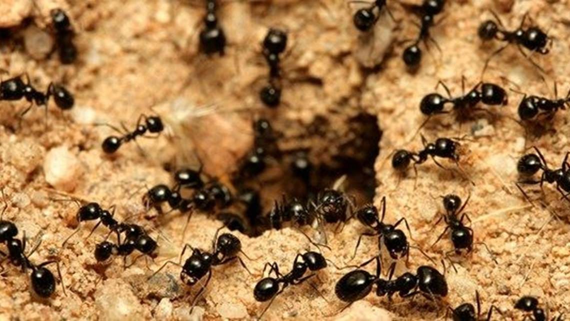 antsrid