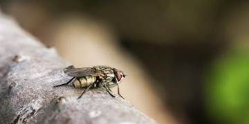flies