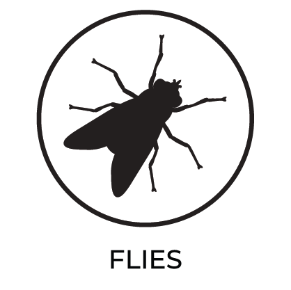 Flies