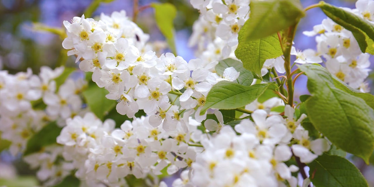 fragrancias-florais