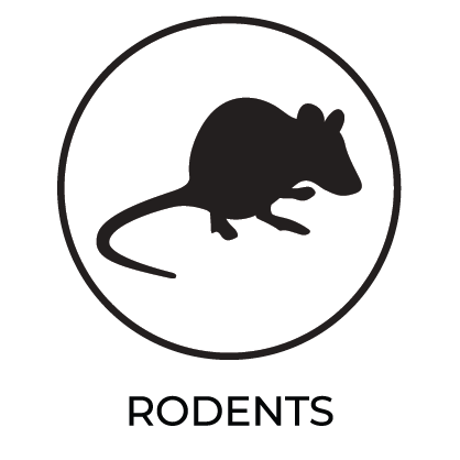 Rodents