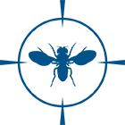 FRUIT FLIES