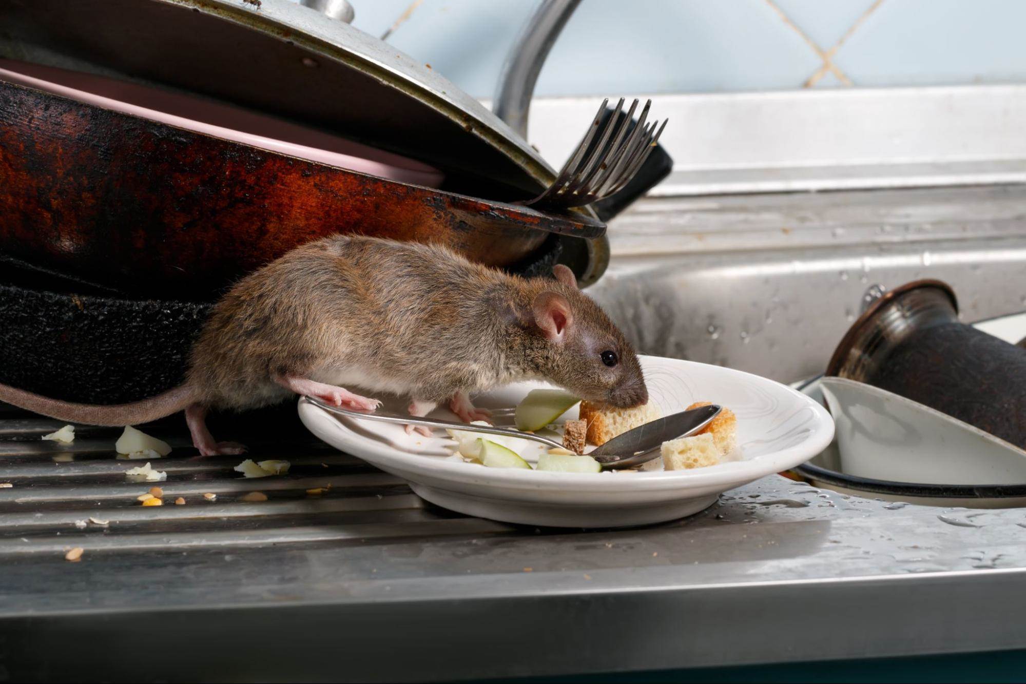 rats