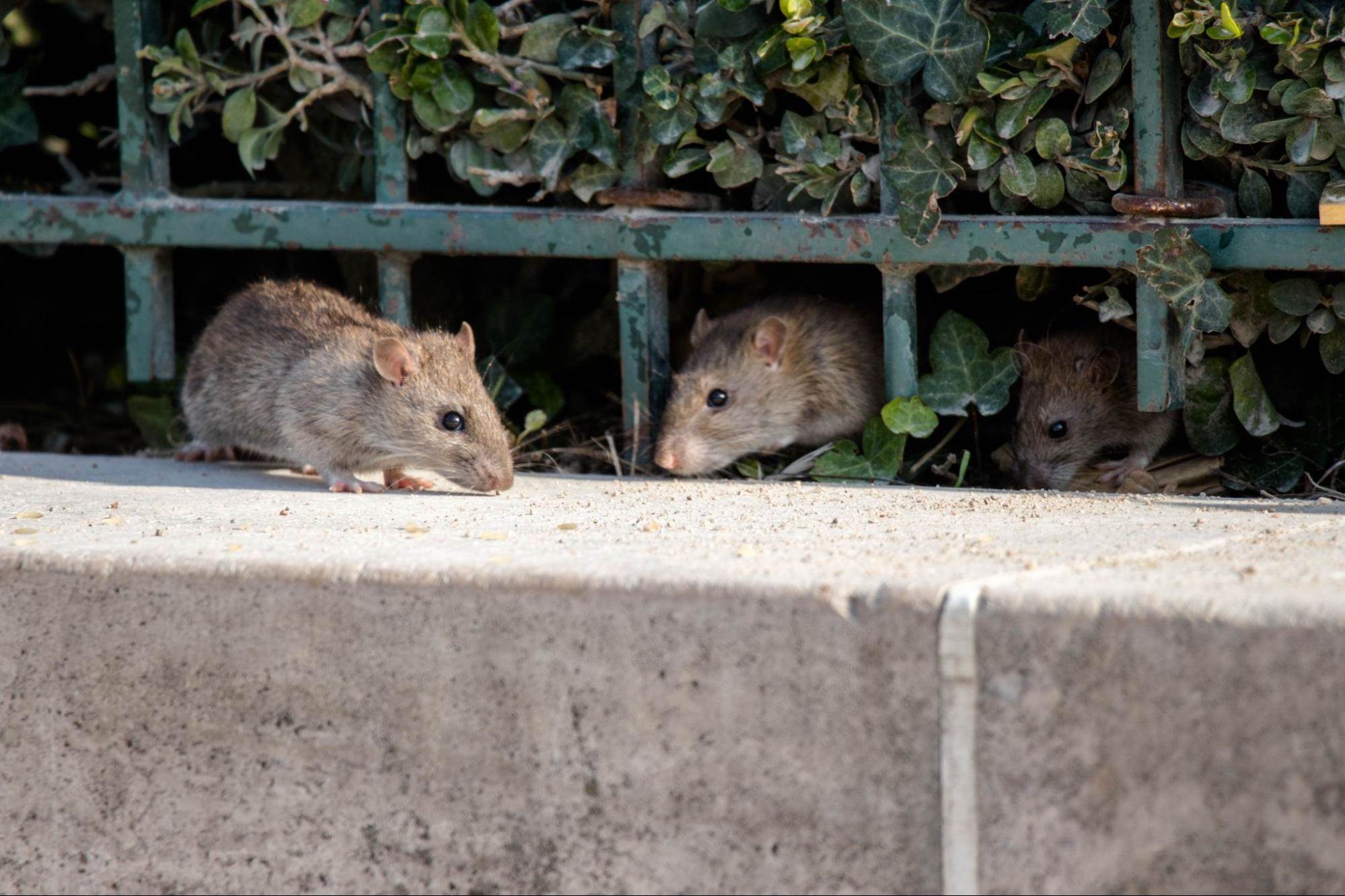 rats