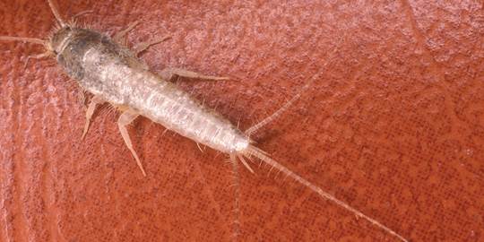 silferish