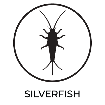 Silverfish