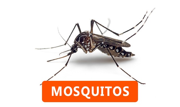 Mosquitos