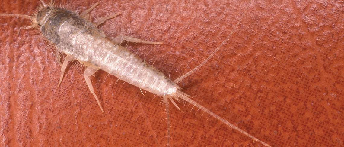 silverfish