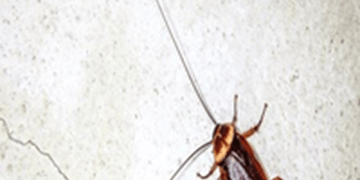 Cockroaches