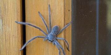 spider
