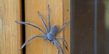 spider
