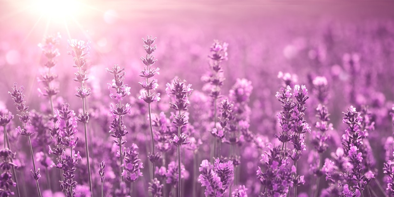  campos-de-lavanda