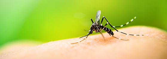 Insect Repellent