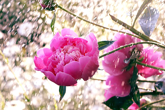  combinacoes-florais