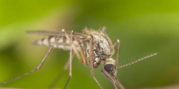 mosquitoes.