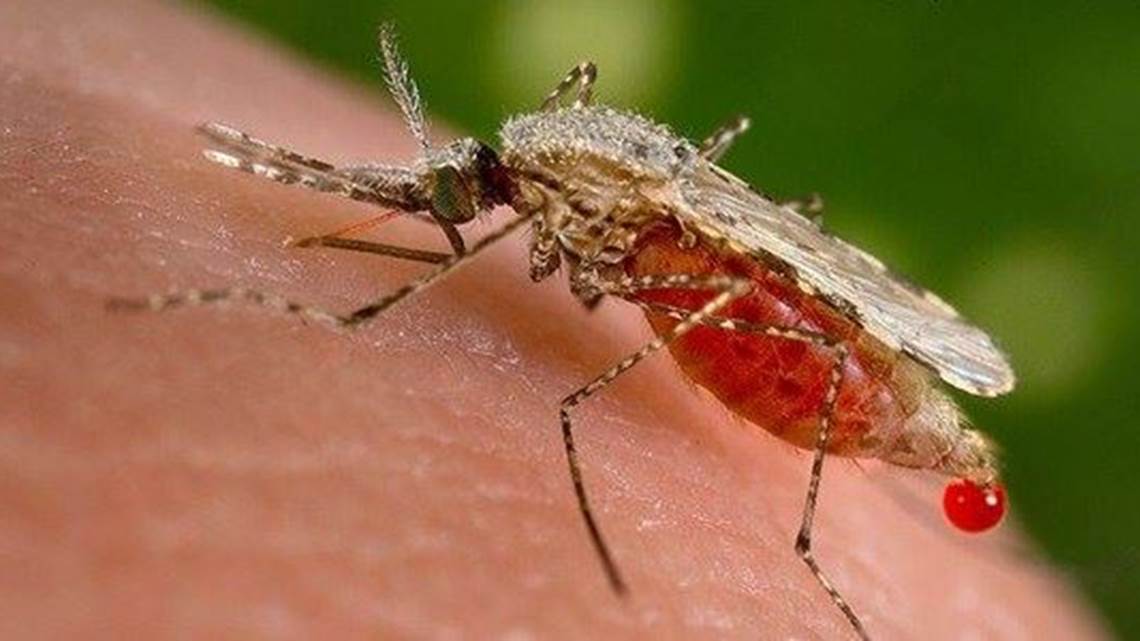 dengue