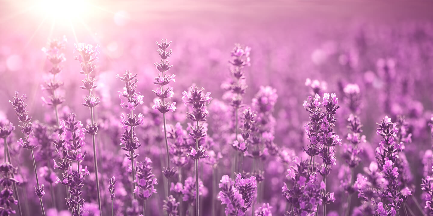 home-page-banner