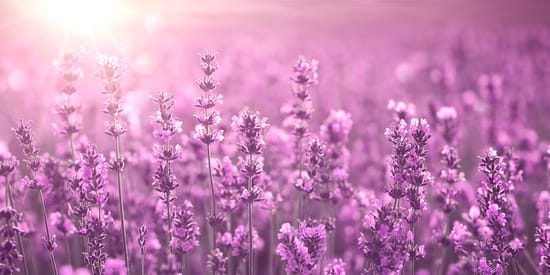 lavanda