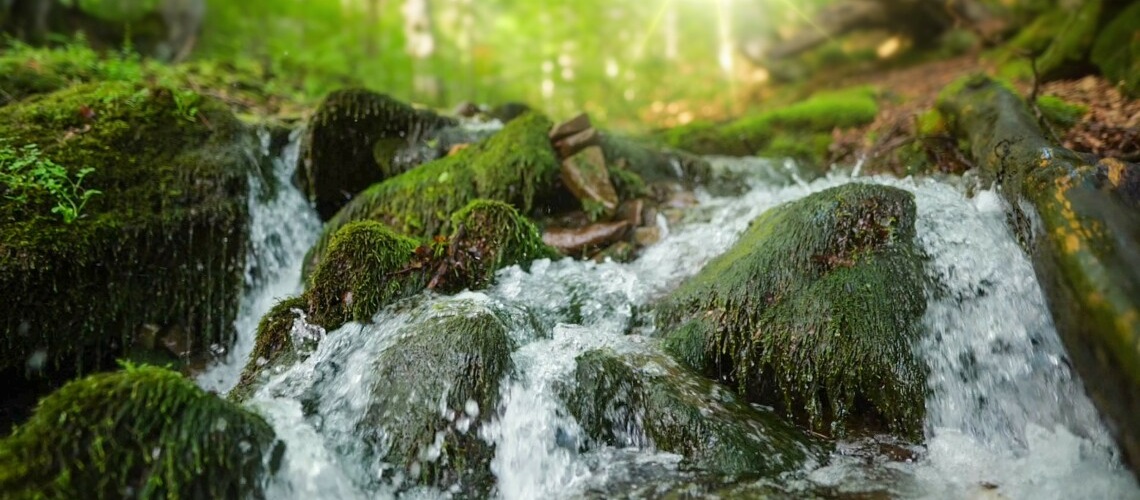 1140x500_bosque-1.jpg