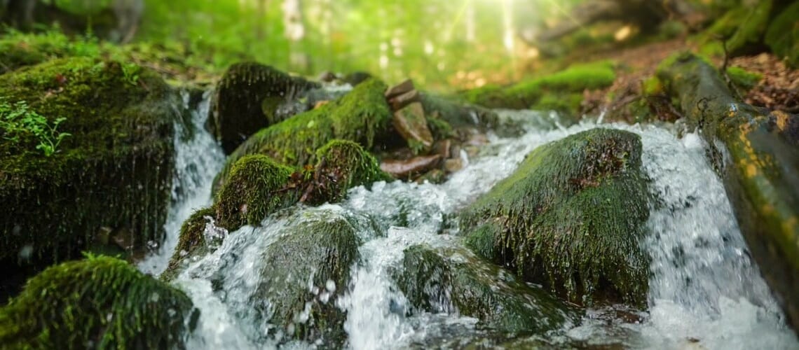 1140x500_bosque-1.jpg