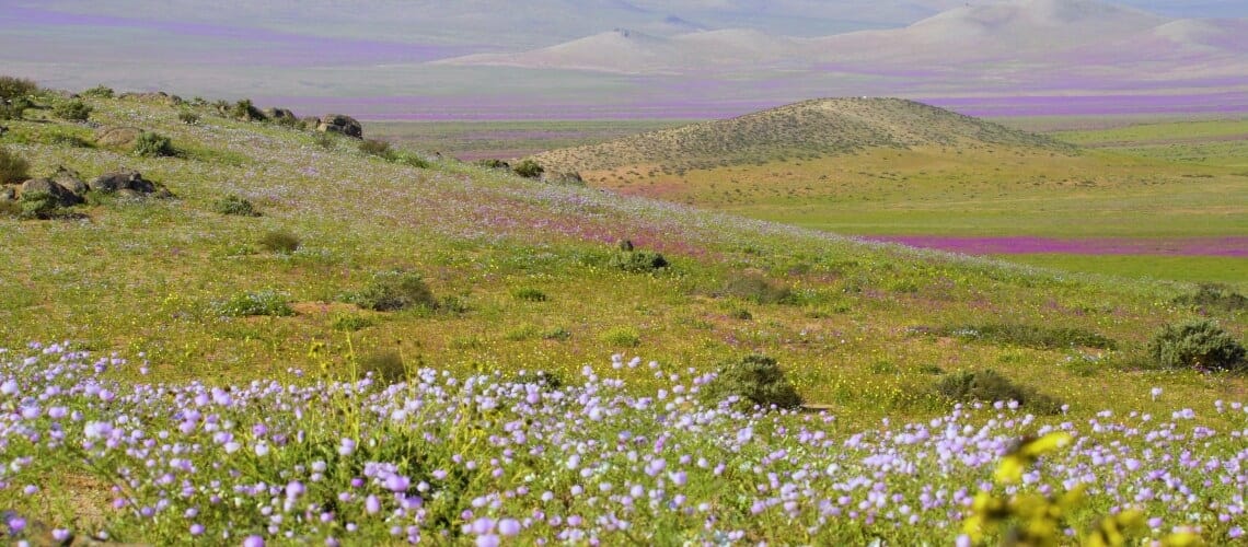 1140x500 flores.jpg