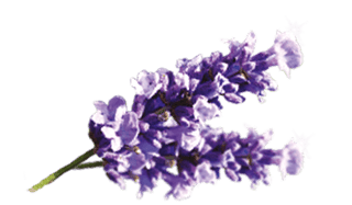 airwick_fragrances_15_lavender_a