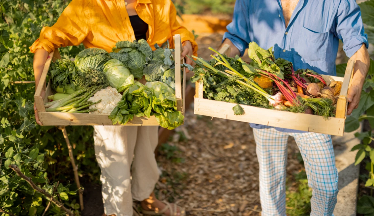 Vegetable pickers